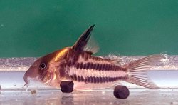 Hoplisoma sp. (Cw127)