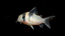 Hoplisoma sp. (Cw129) - Click for species page