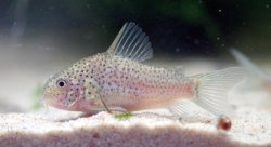 Hoplisoma sp. (Cw140) - Click for species page