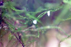 Hoplisoma sp. (Cw140)