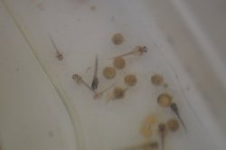 Hoplisoma sp. (Cw140)
