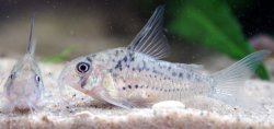 Hoplisoma sp. (Cw142)