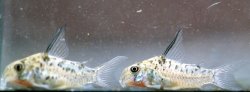 Hoplisoma sp. (Cw142)