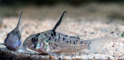 Hoplisoma sp. (Cw142)