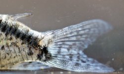 Hoplisoma sp. (Cw159)