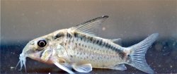Hoplisoma sp. (Cw159)