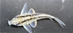 Hoplisoma sp. (Cw159)