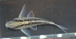 Hoplisoma sp. (Cw159)