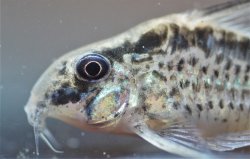 Hoplisoma sp. (Cw159)