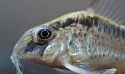 Hoplisoma sp. (Cw159)