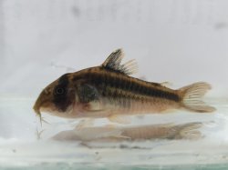 Hoplisoma sp. (Cw169)
