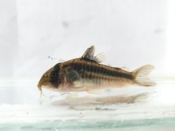 Hoplisoma sp. (Cw169)