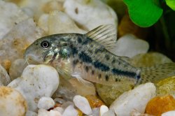 Hoplisoma sp. (Cw185) - Click for species page