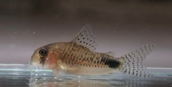 Hoplisoma sp. (Cw190)