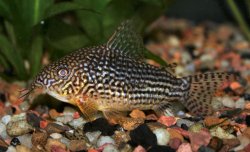 Hoplisoma sterbai