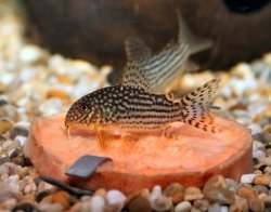 Hoplisoma sterbai