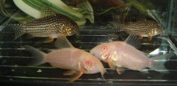 Hoplisoma sterbai