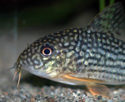 Hoplisoma sterbai