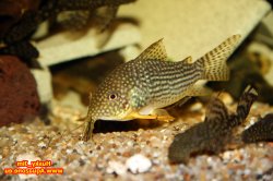 Hoplisoma sterbai