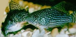 Hoplisoma sterbai
