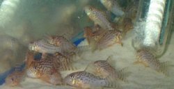 Hoplisoma sterbai