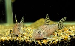Hoplisoma thanatos