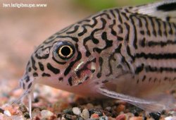 Hoplisoma trilineatum