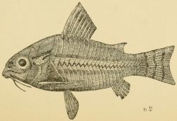 Hoplisoma trilineatum