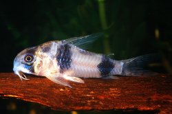 Hoplisoma tukano