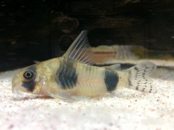 Hoplisoma tukano