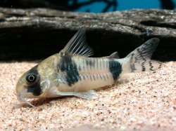 Hoplisoma tukano