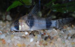 Hoplisoma tukano