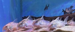 Hoplisoma urucu