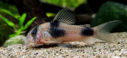 Hoplisoma weitzmani - Click for species page