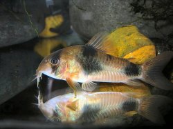 Hoplisoma weitzmani