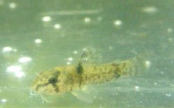 Hoplisoma weitzmani