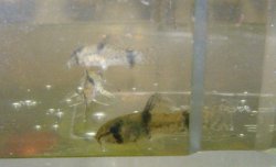 Hoplisoma weitzmani