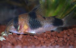 Hoplisoma weitzmani