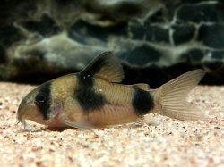 Hoplisoma weitzmani