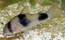 Hoplisoma weitzmani