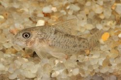 Hoplisoma xinguense - Click for species page