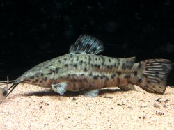 Megalechis thoracata - Click for species page