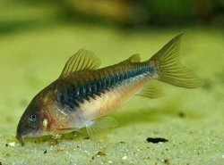 Osteogaster aenea - Click for species page