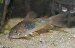 Osteogaster aenea