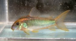 Osteogaster aenea