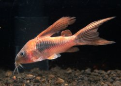 Osteogaster aenea