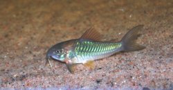 Osteogaster aenea
