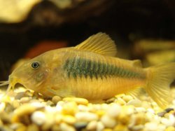 Osteogaster aenea
