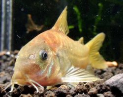 Osteogaster cf. aenea(gold)