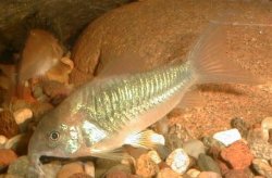 Osteogaster cf. aenea - Click for species page